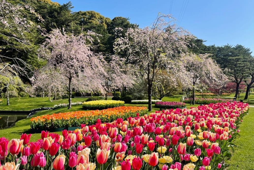 🌳 이나기 중앙공원 (이나기추오코엔) 이미지 1